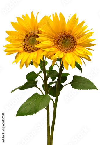 Fototapeta Naklejka Na Ścianę i Meble -  Sunflowers bouquet isolated on white background. Sun symbol. Flowers yellow, agriculture. Seeds and oil. Flat lay, top view. Bio. Eco. Creative