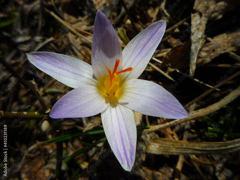 spring crocus flower in the park spring crocus flower in the park