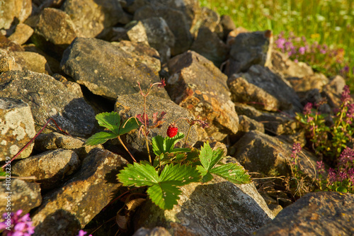 Small wild strawberries that grow uncultivated in the forest