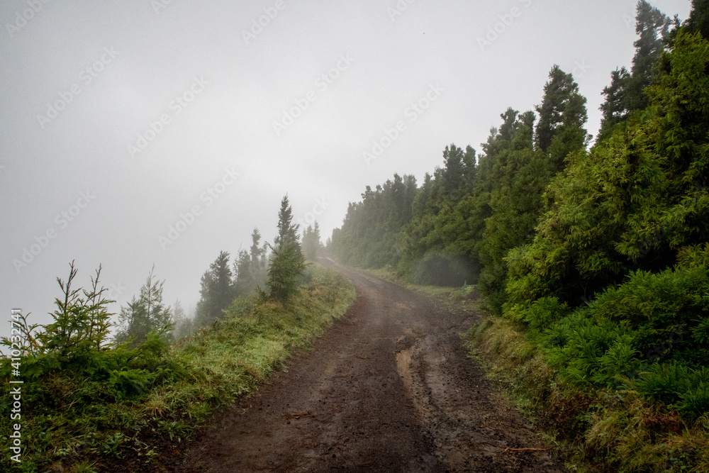 Foggy Path or Trail in a forest landscape on the azore islands portugal