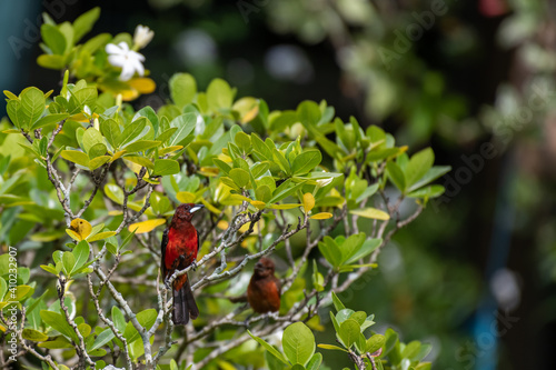 Ramphocelus dimidiatus - Crimson-backed Tanager on a tree