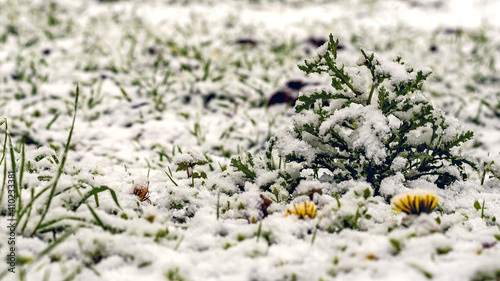 snowy meadow with with snow covered taraxacum officinale or common dandelion plant in the month of January in the Italian Lazio region