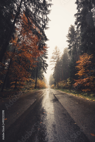 Forest road in the rain