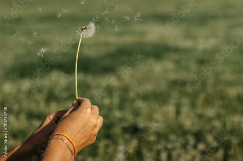 Hand holding white fluffy dandelion natural green background.Fragile dandelion feathers close up.Spring colorful nature. Dandelion seeds blowing away.Macro flower selective focus space for banner.