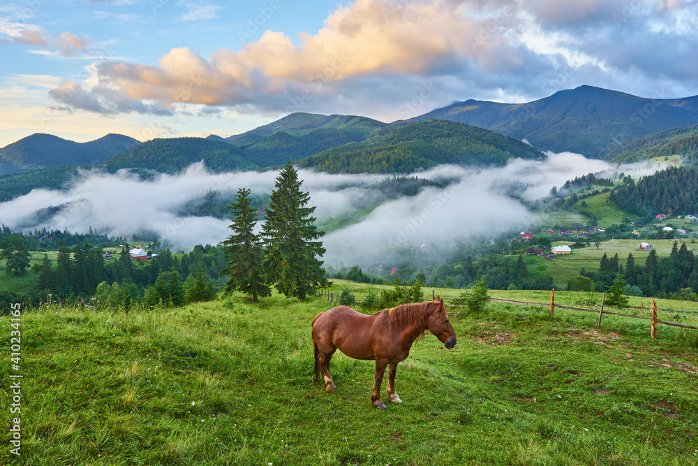 The horse graze on the meadow in the Carpathian Mountains. Misty landscape. Morning fog high in the mountains.