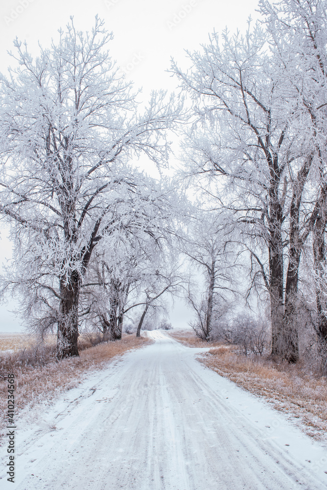 Fototapeta premium road in winter