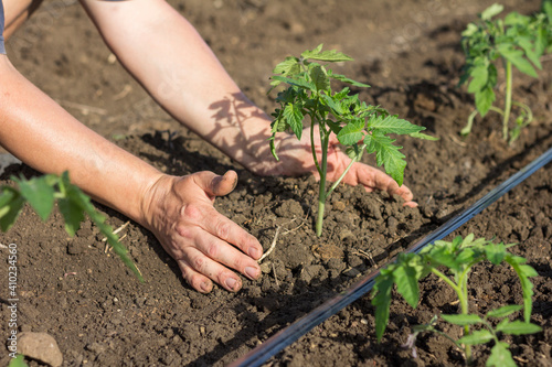 Young tomato seedlings in the garden. Close-up of farmer’s hands planting a green sprout into the ground. Seasonal planting of seedlings of vegetable crops.