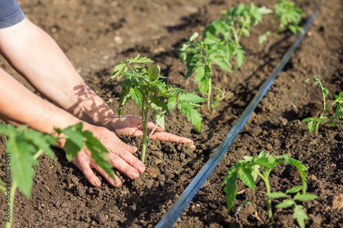 Planting young tomato seedlings in the garden. Close-up of young hands of a farmer with a green sprout in the garden bed. Seasonal planting of seedlings of vegetable crops.