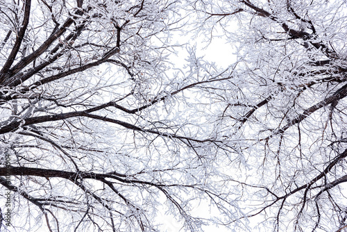 branches against the sky