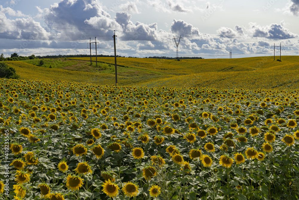 Obraz premium Beautiful and large sunflowers on a sunny day on the field.