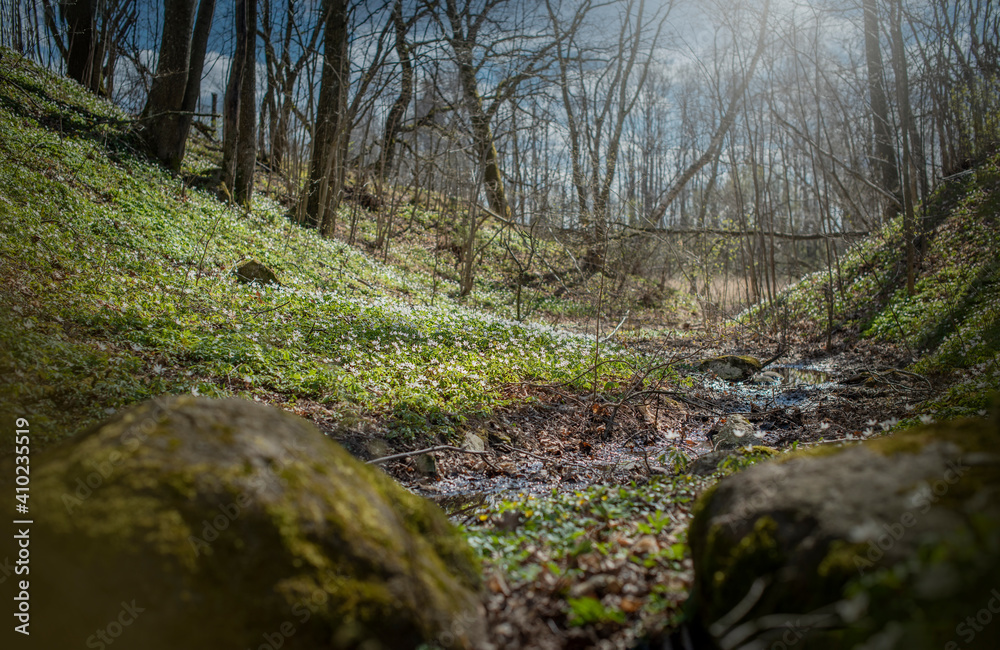 spring spring