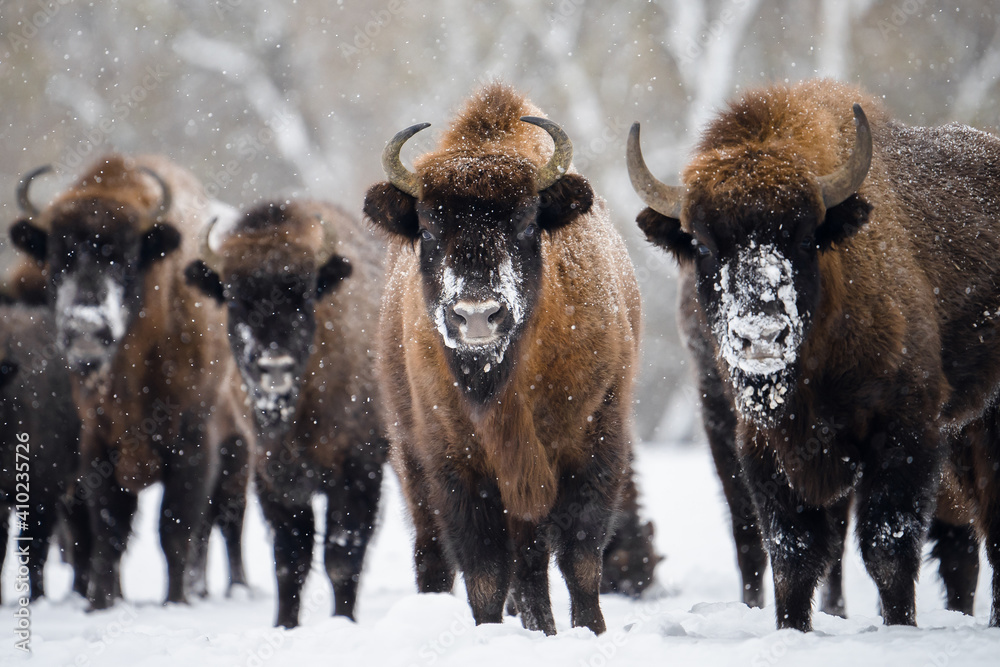 Wild european bisons Wild european bisons