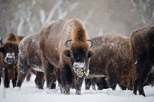 Group of bisons