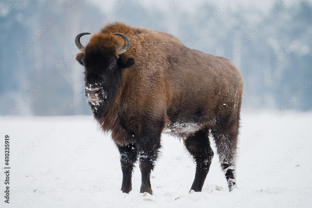 Wild bison Wild bison