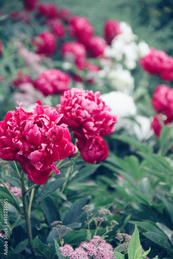 pink roses in garden