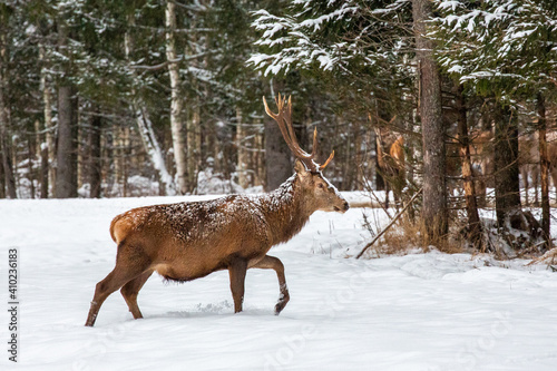 Deer at the winter forest © aleksei.verhovski