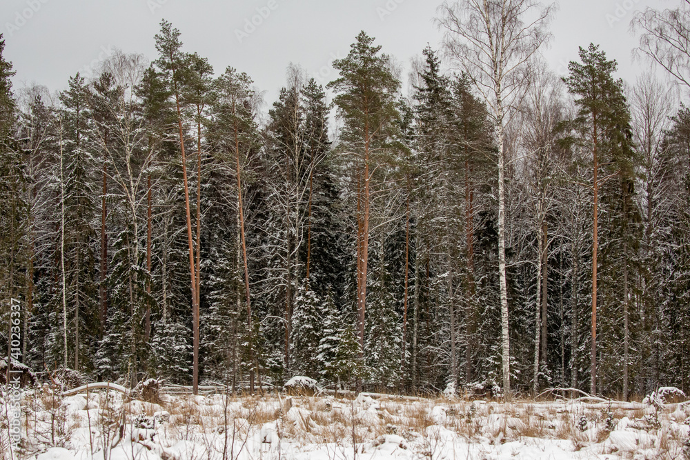 Fototapeta premium Deer at the winter forest