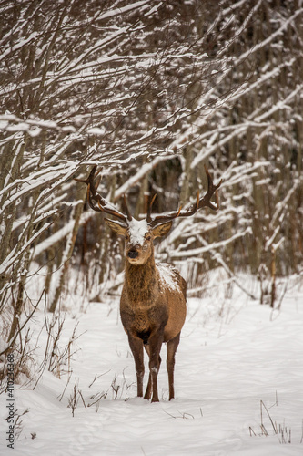 Deer at the winter forest