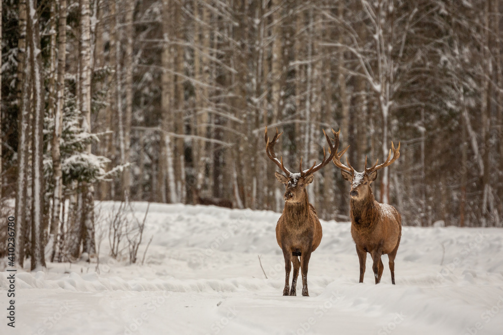 Deer at the winter forest Deer at the winter forest