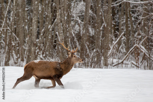 Deer at the winter forest