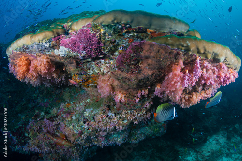 Fototapeta Naklejka Na Ścianę i Meble -  Schools of colorful tropical fish swimming around corals on a tropical reef in Asia