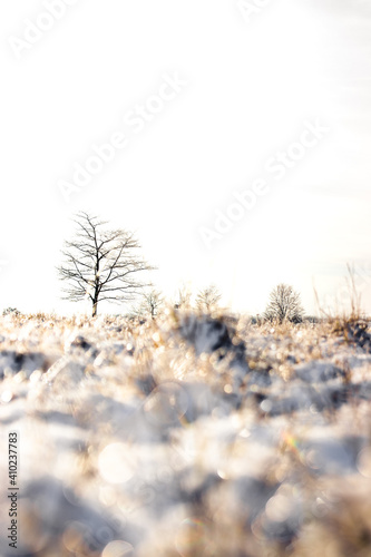Schneebedecktes Feld mit Baum im Hintergrund © Stefffa Fotografie