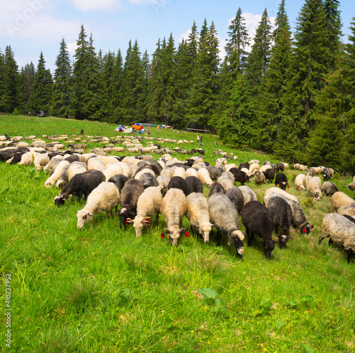 Carpathian sheep and tents