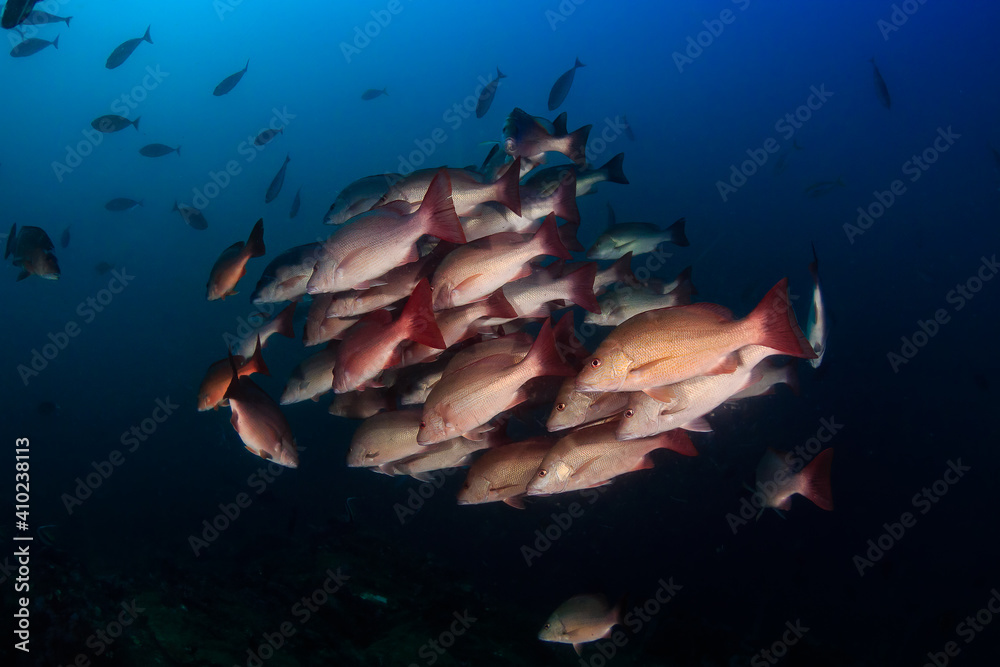 Foto de School of Red Snapper with a dark blue ocean backdrop on an ...