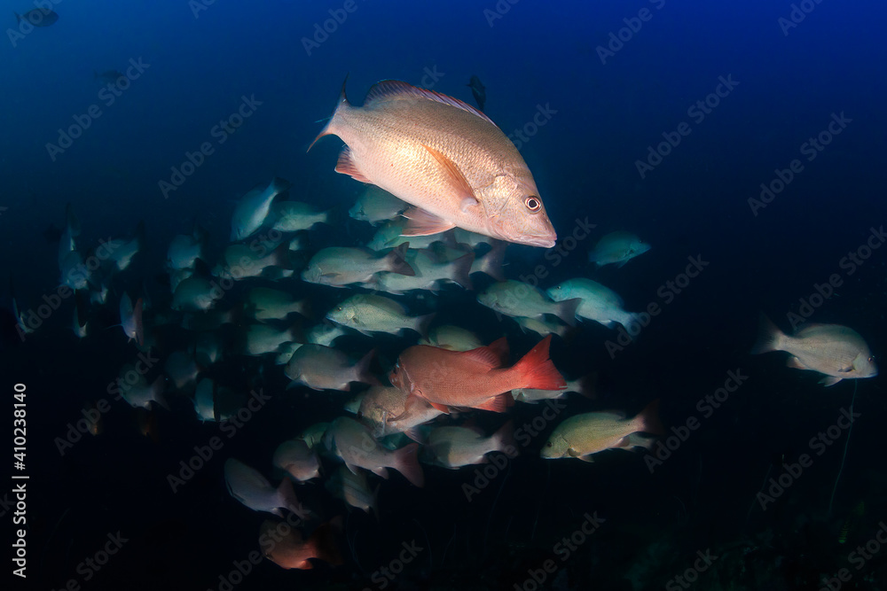 Foto de School of Red Snapper with a dark blue ocean backdrop on an ...