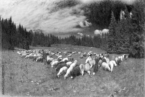 Carpathian sheep and tents
