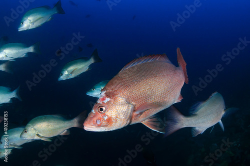 Fotografija An injured, infected Red Snapper in a blue, tropical ocean