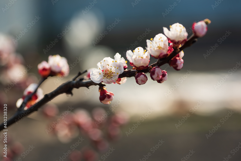 Branch with beautiful apricot blossom on nature bokeh background Branch with beautiful apricot blossom on nature bokeh background