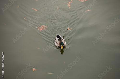 Image of a wild male duck swimming on a pond.
