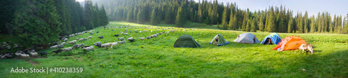 Carpathian sheep and tents © panaramka