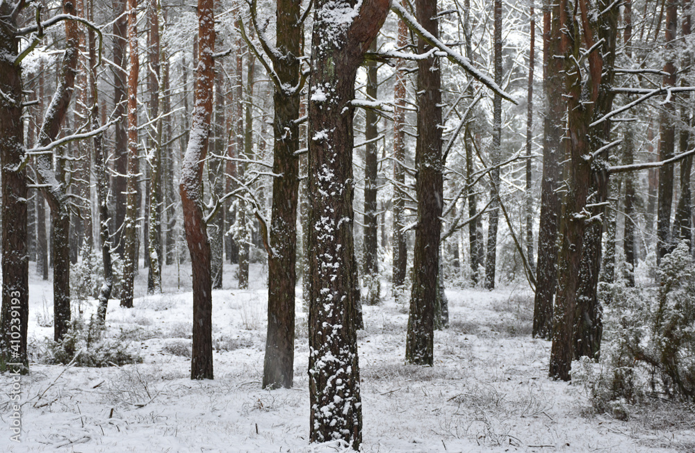 Fototapeta premium trees in the snow, bark in snow, tree trunks