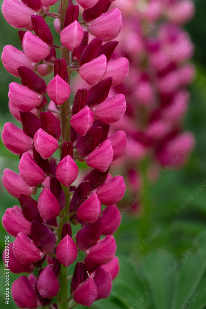 Beautiful lupine flower in the summer garden close-up Beautiful lupine flower in the summer garden close-up