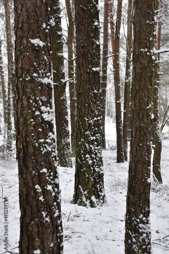 winter forest with snow, bark in snow