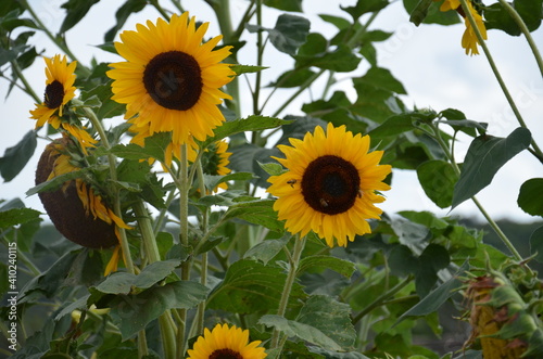 sunflowers in the field