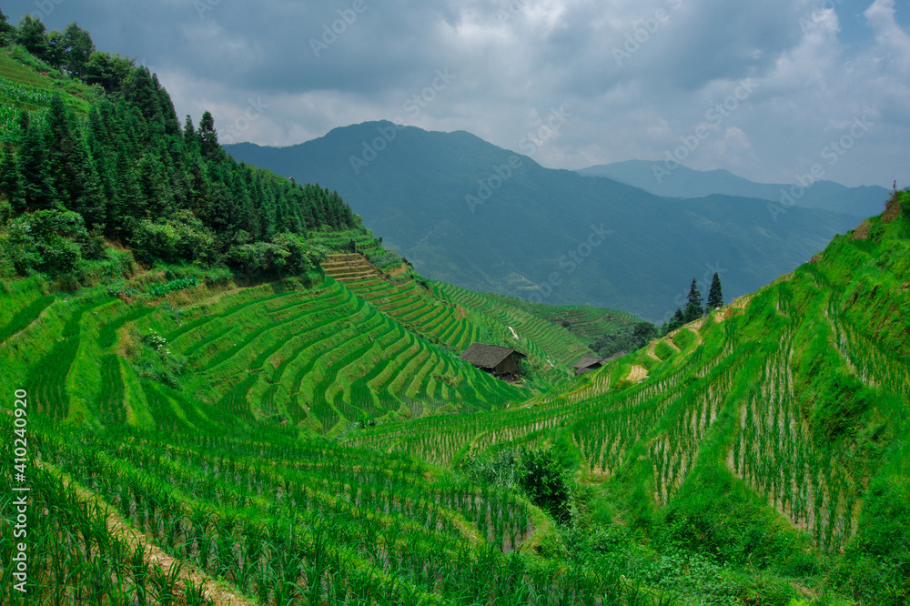 Longji Rice Terraces, China. Rice fields in China. 
