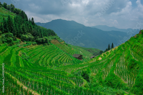 Longji Rice Terraces  China. Rice fields in China. 