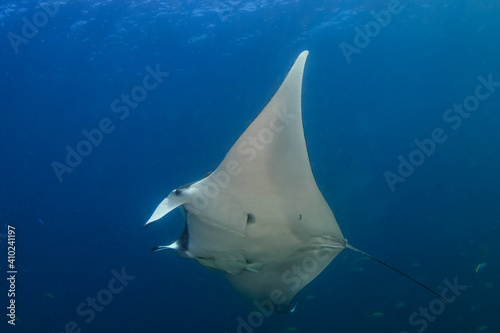 Giant Oceanic Manta Ray (Manta birostris) with attached Remora swimming in a clear blue ocean