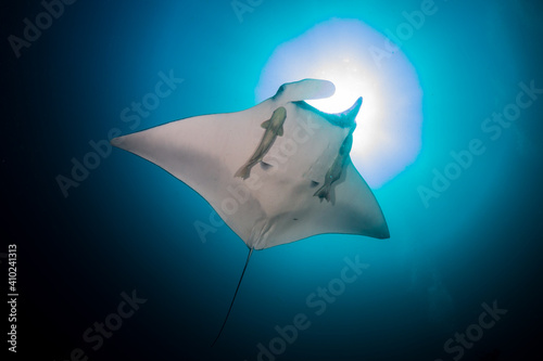 Oceanic Manta Ray (Manta birostris) with large Remora and a background sunburst in a tropical ocean