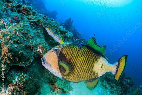 Titan Triggerfish being cleaned by a Cleaner Wrasse on a tropical reef