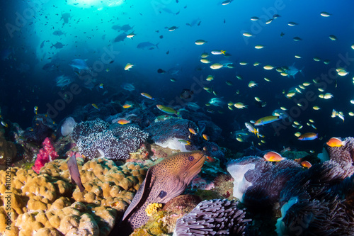 Giant Moray Eel hiding on a healthy, colorful coral reef