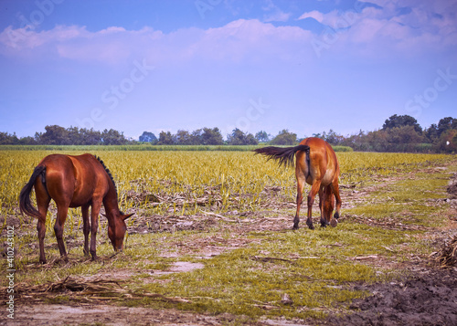 Wallpaper Mural horses in the field Torontodigital.ca