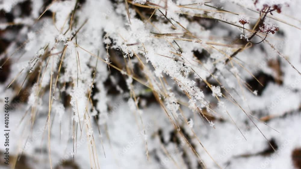 The dried flowers are covered with snow. Sleeping nature The dried flowers are covered with snow. Sleeping nature