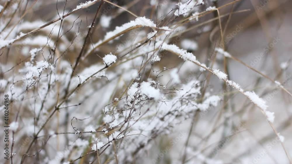 The dried flowers are covered with snow. Sleeping nature The dried flowers are covered with snow. Sleeping nature