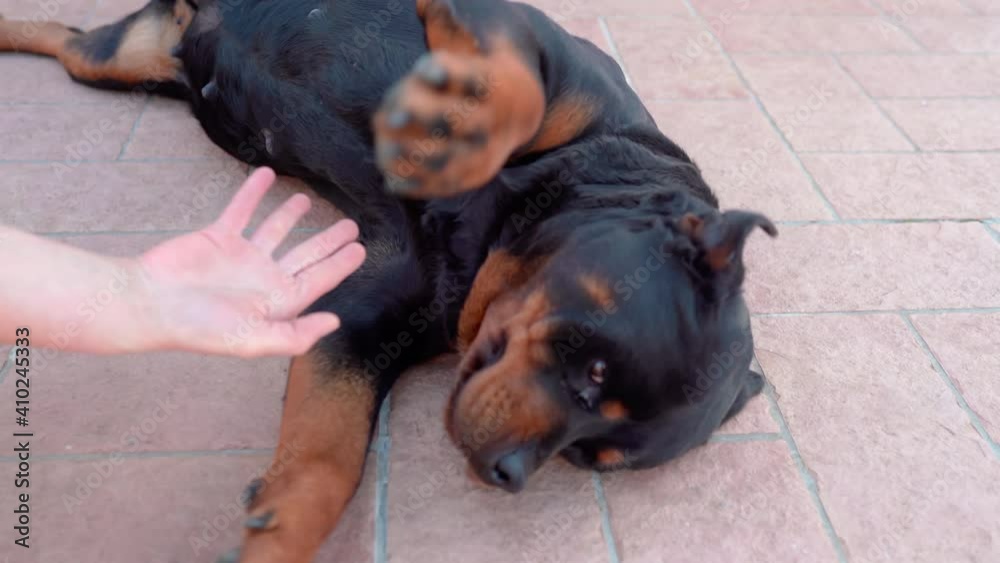 Cute domestic rottweiler puppy lying on the ground and joking with his owner's hand, adorable puppy playing outdoors. Friendship between domestic pet and human, careness and kindness