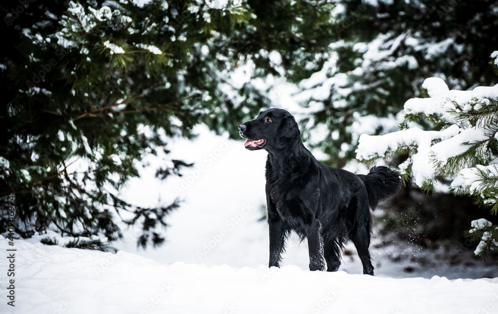 Naklejka premium dog in snow