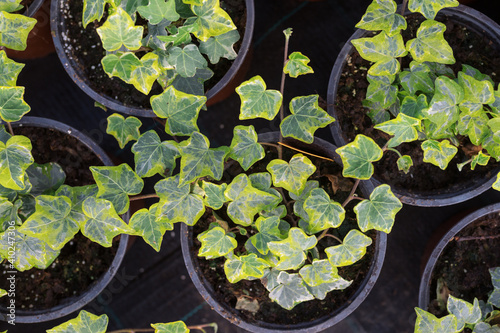 Common ivy growing in pots indoors